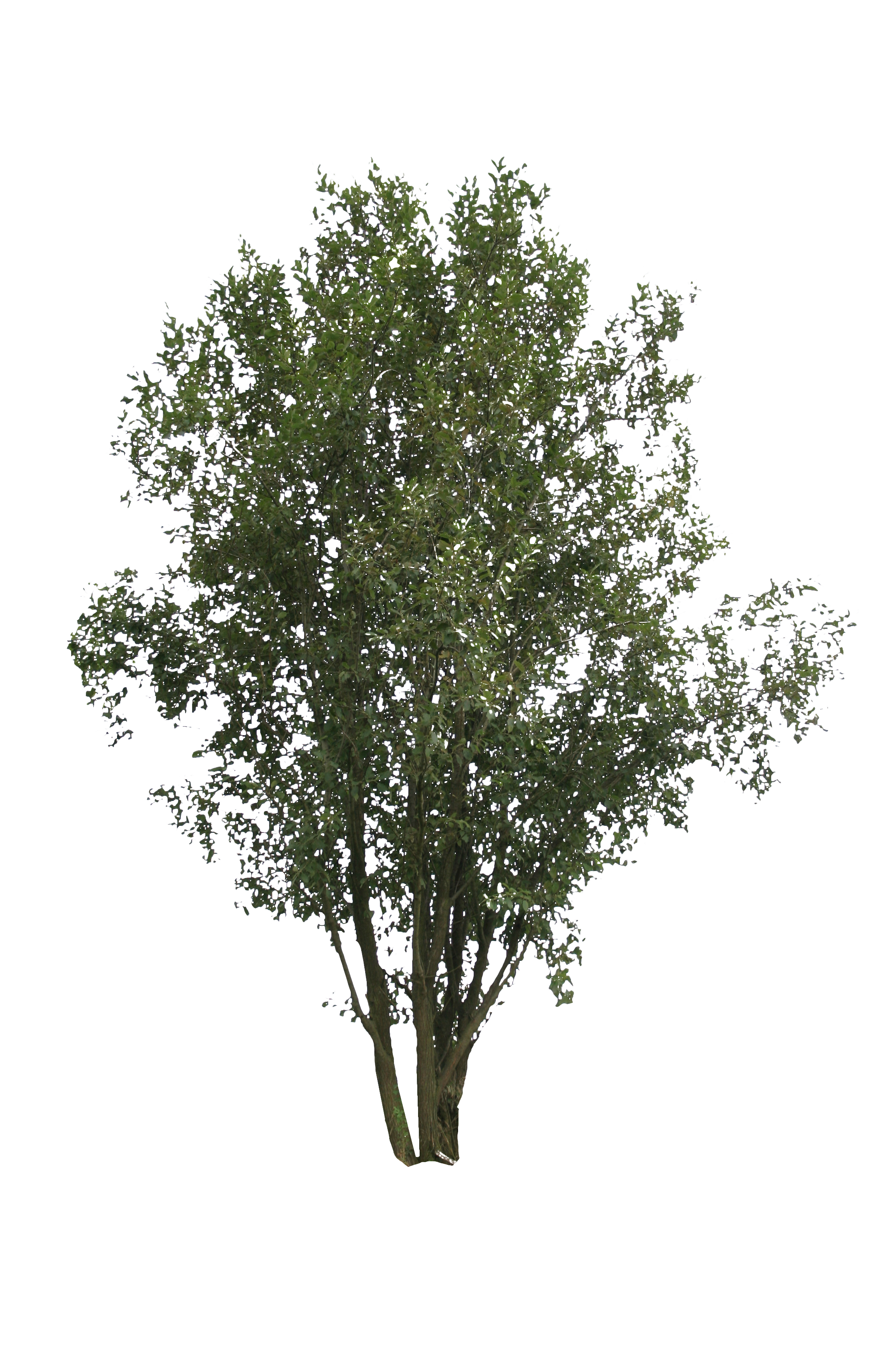 tree being cut png