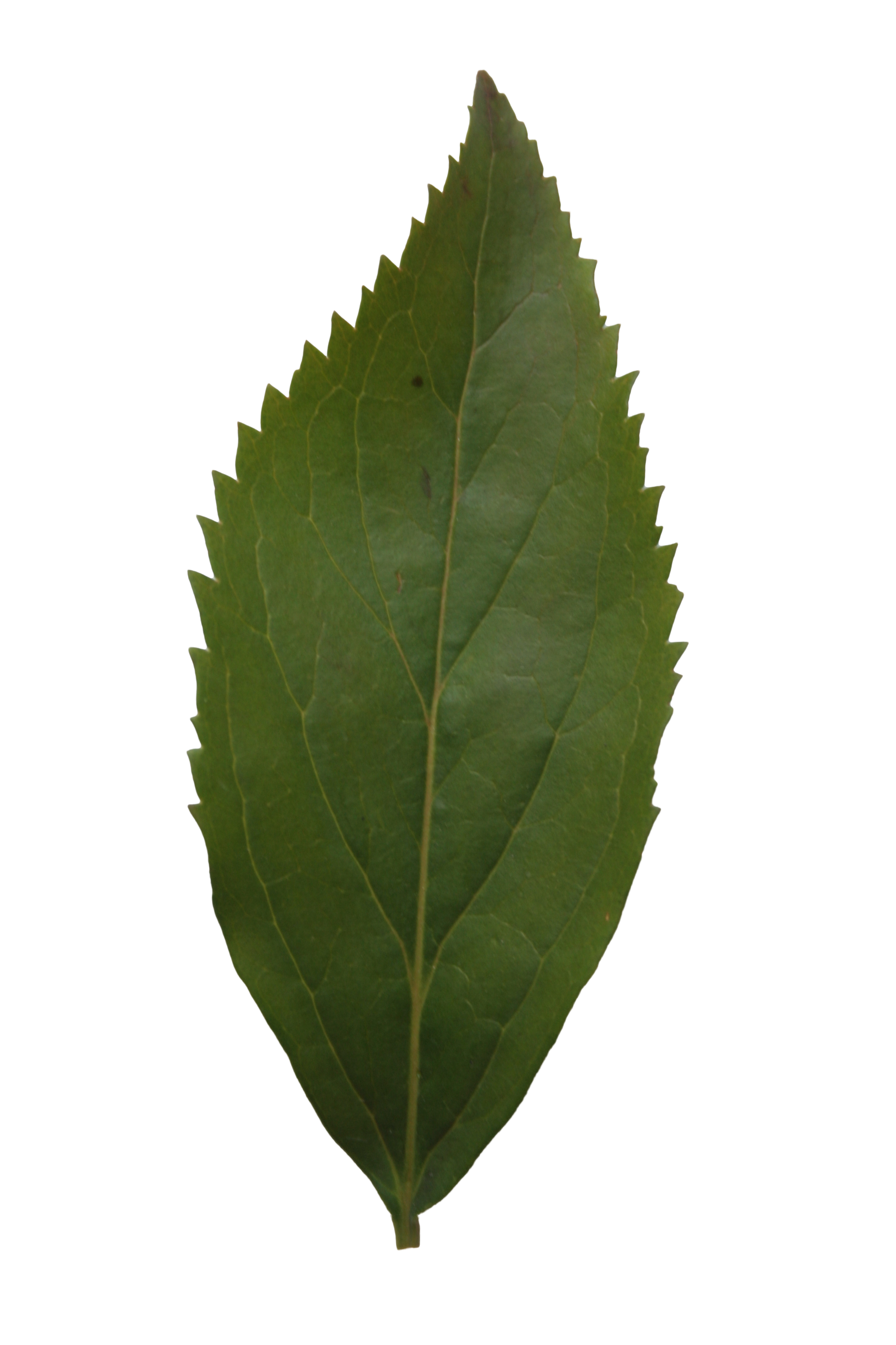 Ash leaf texture – Free Cut Out people, trees and leaves