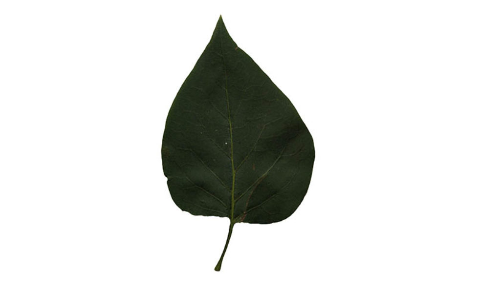 Linden leaf | Free Cut Out people, trees and leaves