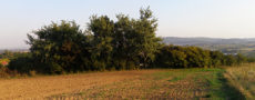 field panorama