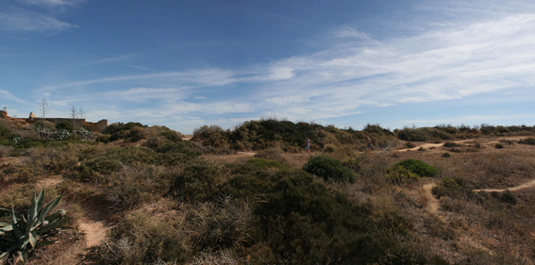 desert | Free Cut Out people, trees and leaves