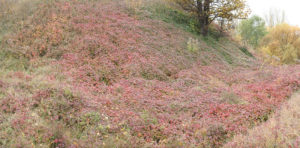 vegetation red grass