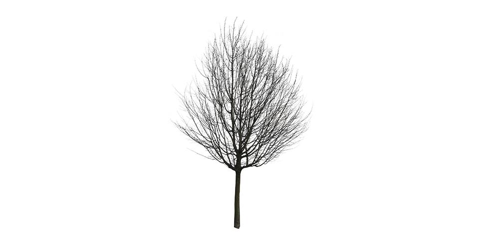 winter tree – Free Cut Out people, trees and leaves